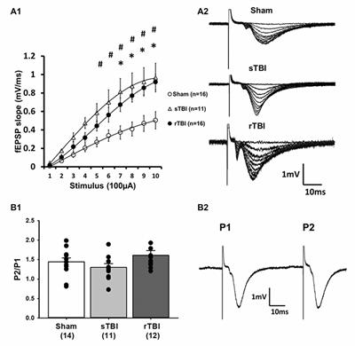 Sustained Hippocampal Synaptic Pathophysiology Following Single and Repeated Closed-Head Concussive Impacts